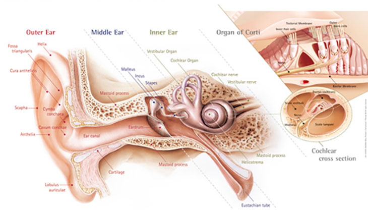 Anatomy of the ear