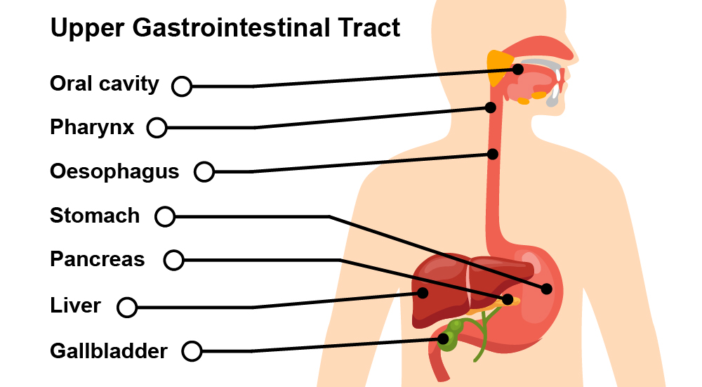 Upper Gastrointestinal Tract Diagram